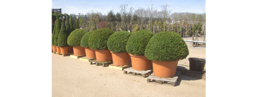 Buxus Topiary 
