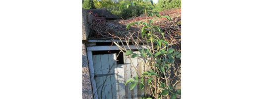 Overgrown Asbestos Cement Roof