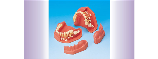 Pediatric Dentistry Models
