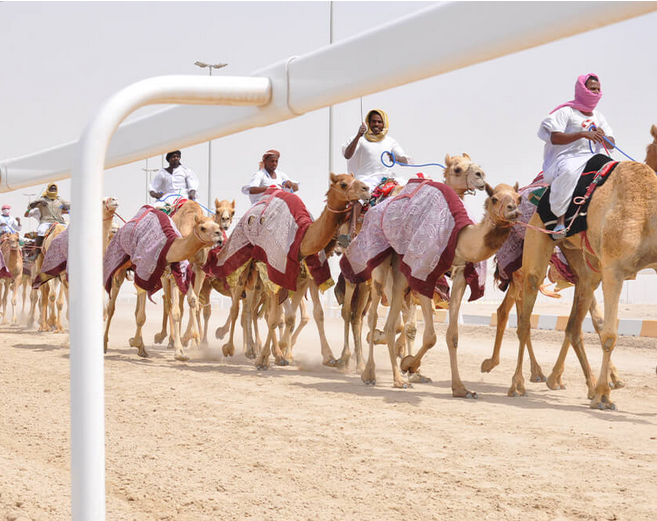 PVC Camel Rail