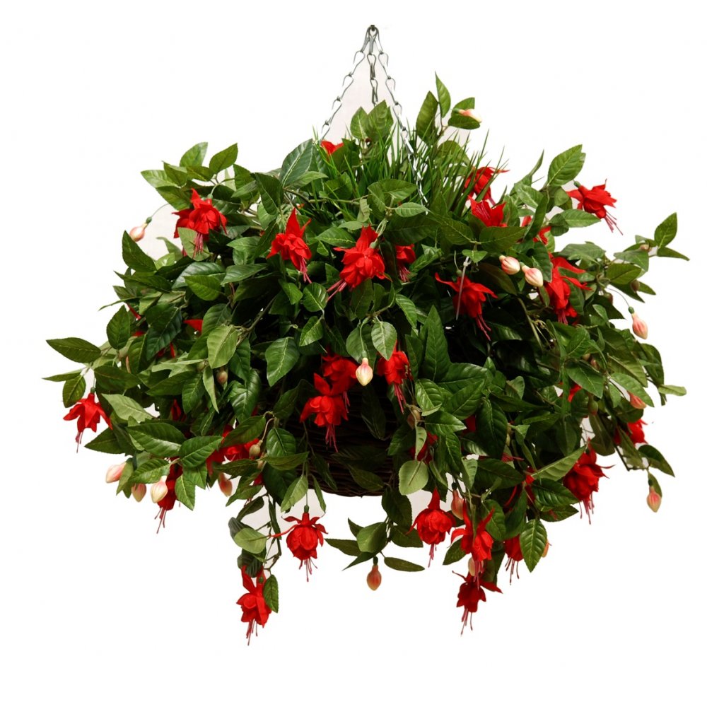 Red Fuchsia Hanging Basket