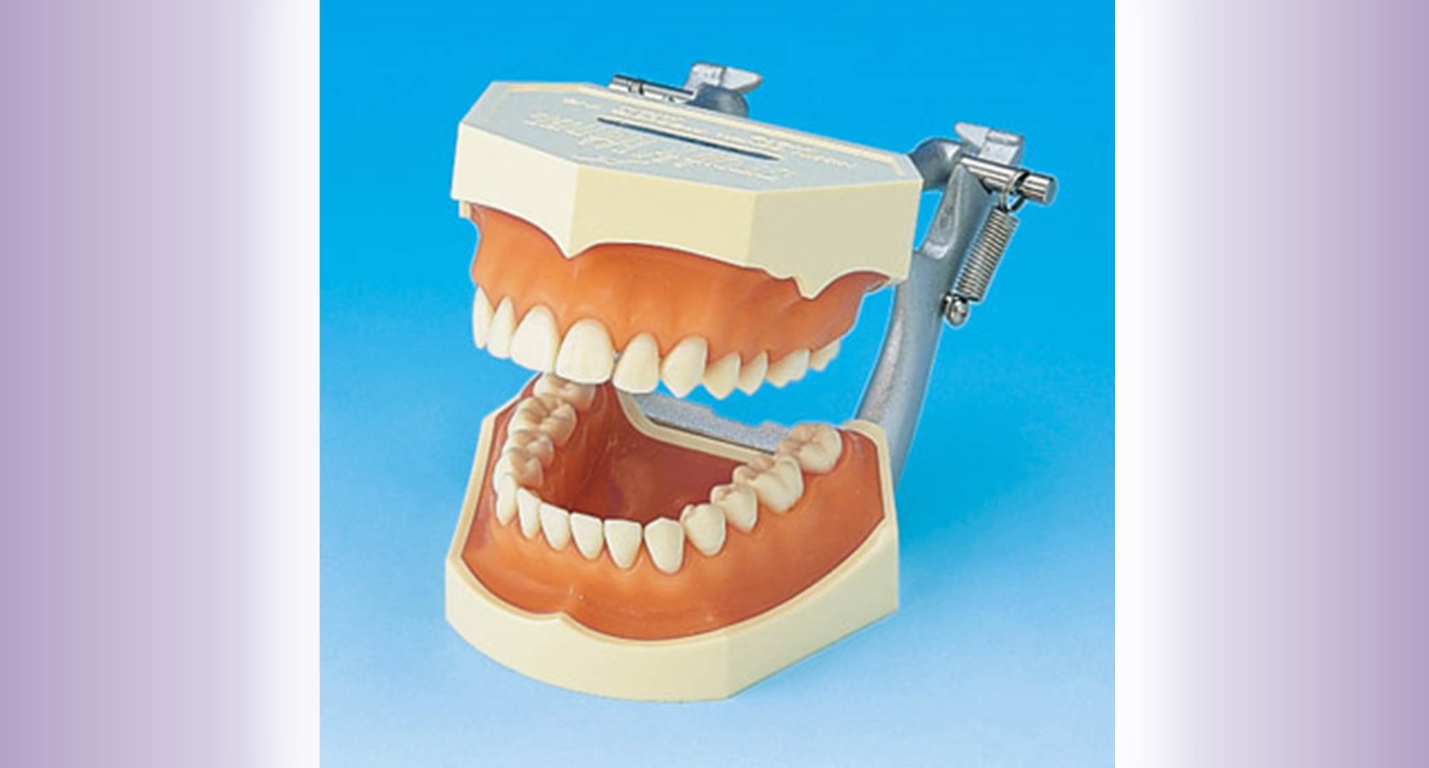 Tooth Anatomy Patient Education Models