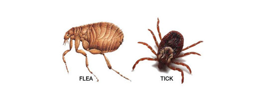Fleas Pest Control