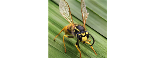 Wasps Pest Control