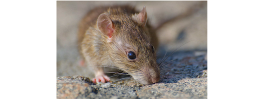 Rodent Pest Control Services 