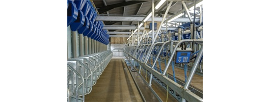 Handrails - Dairy Milking Plant