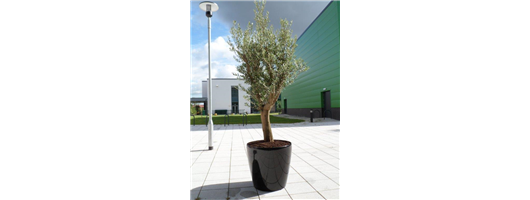 Olive Tree in Classico planter