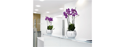 Counter Top Orchid