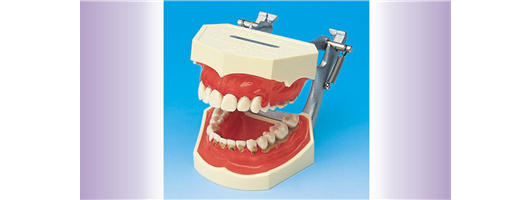 Prosthodontics Models