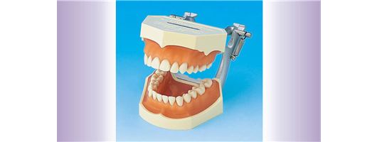 Tooth Anatomy Models