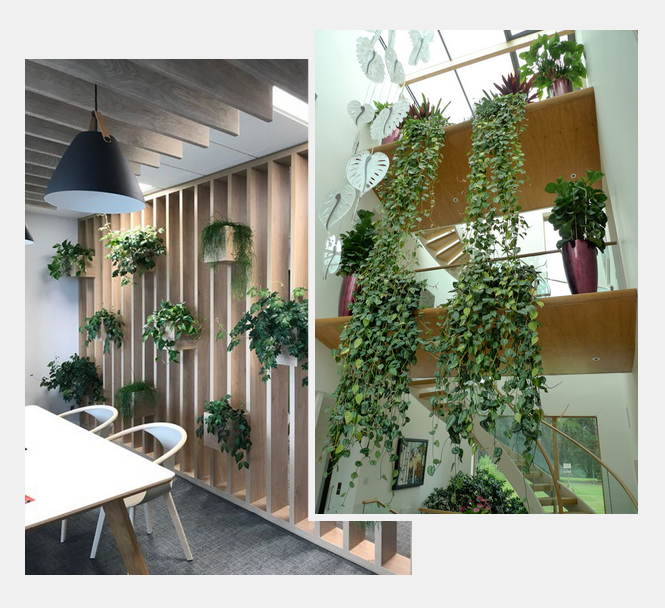 Interior Plant Displays