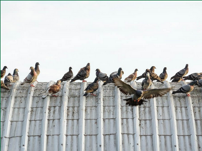 Expert Bird Control Services in Basingstoke