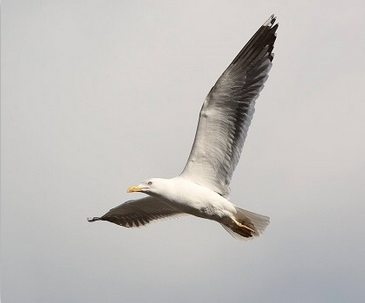 Gull Control Solutions in Oxfordshire 