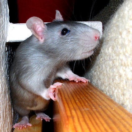 Rat Control & Rat-Proofing