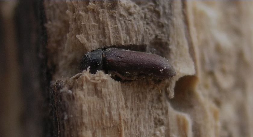 Woodworm Treatment in Windsor
