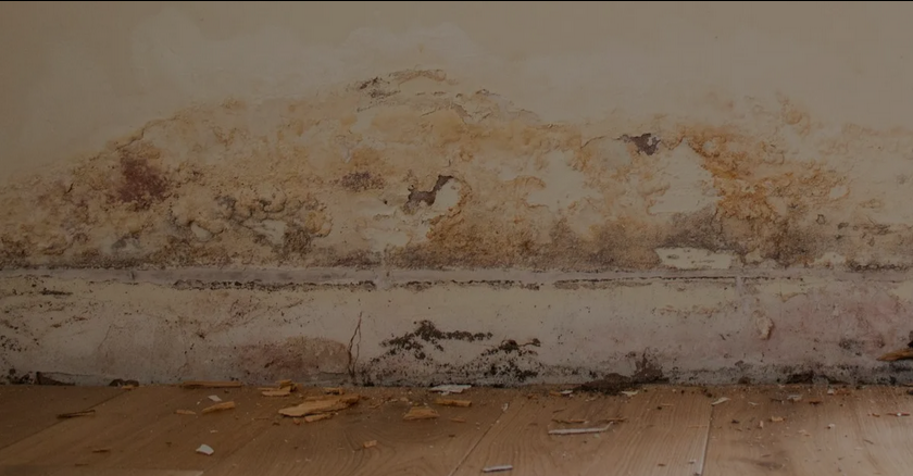 Rising Damp Services in Windsor