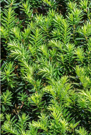 Yew Hedging Plants