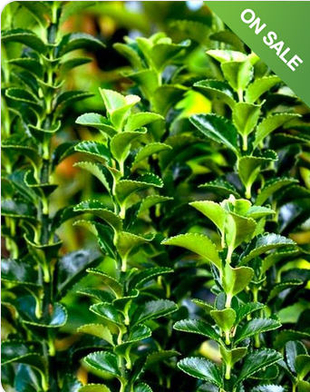 Euonymus Hedging Plants