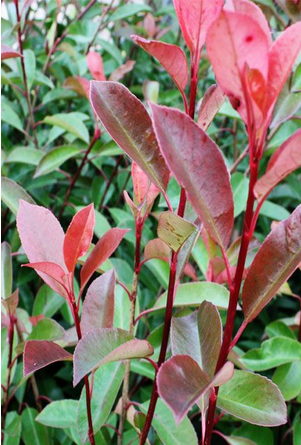 Photinia Red Robin Hedge