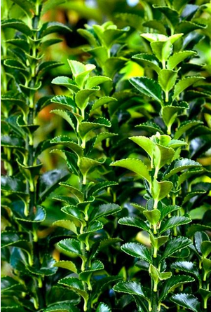 Euonymus Green Spire Hedge
