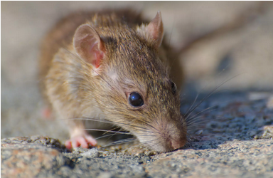 Rodent Pest Control Services