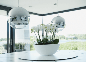 Orchid Displays for Offices