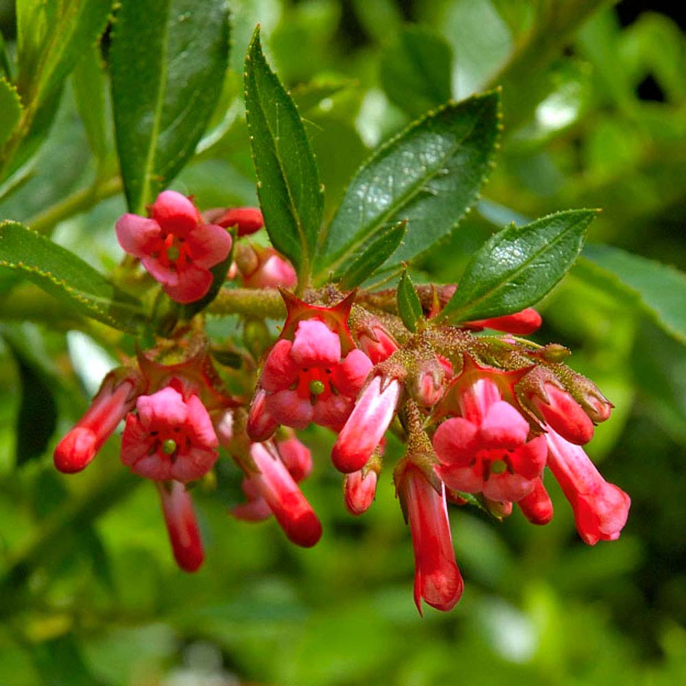 Escallonia Hedge (Red)