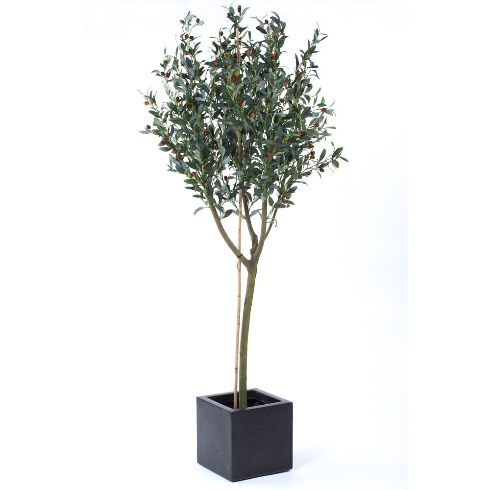 Olive Tree set