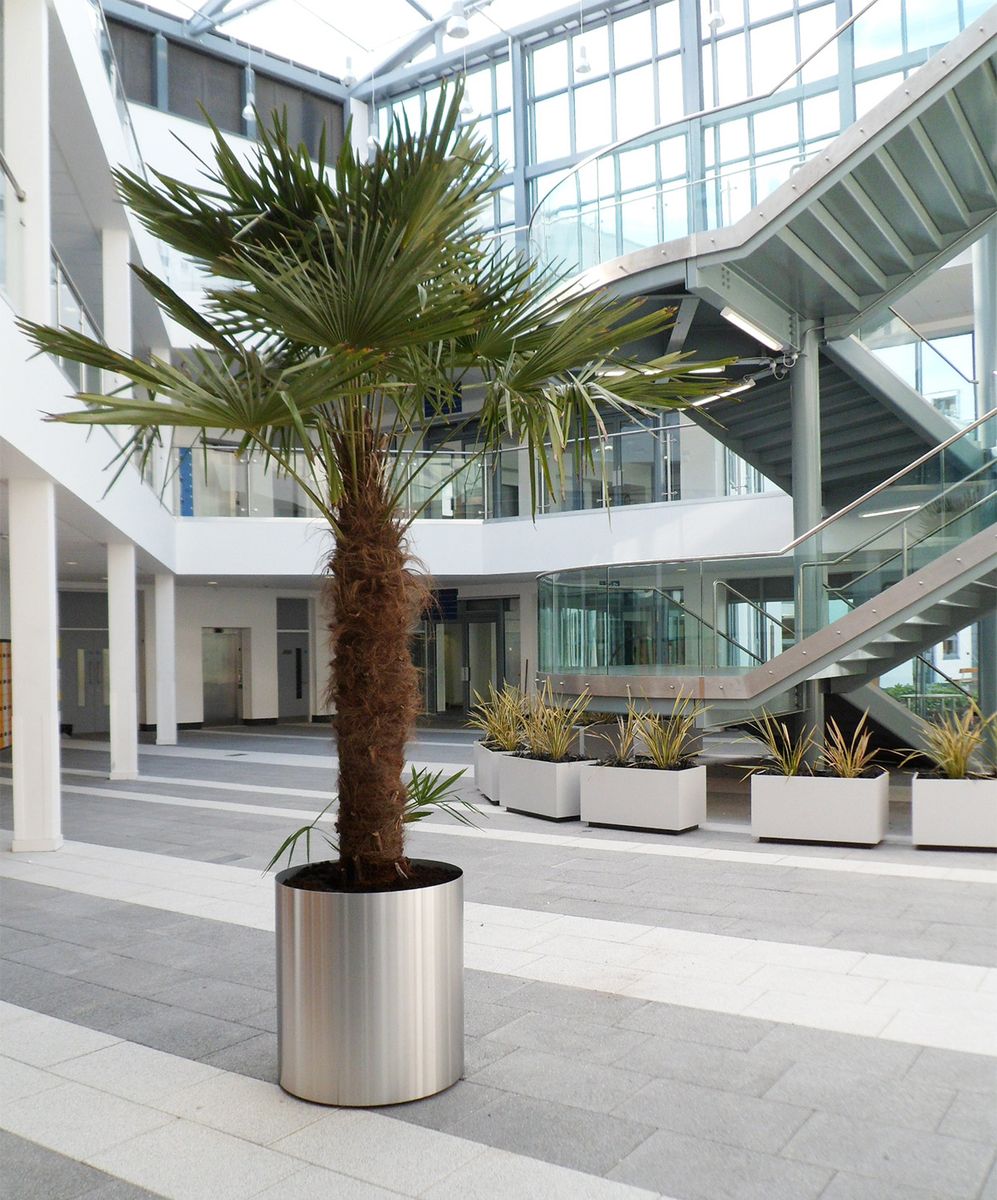 Washingtoneia Palm in Steel planter