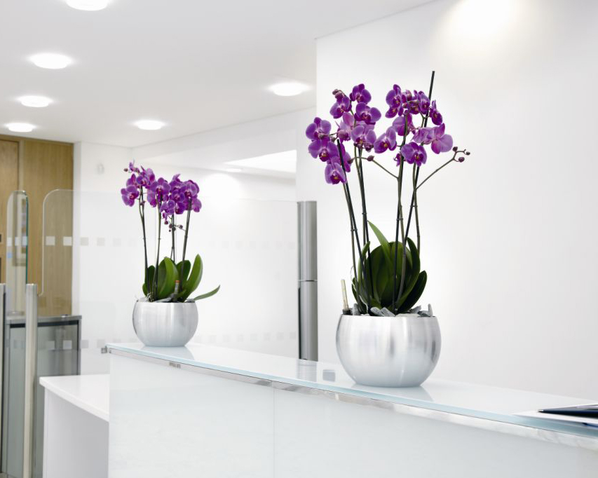 Counter Top Orchid