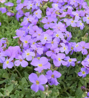 Alpine Plants in Surrey