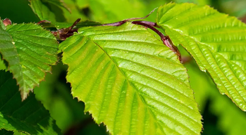 Hedging Plants Direct Launches Comprehensive Hornbeam Hedging Care Guide