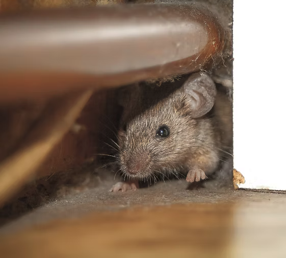 Domestic & Commercial Pest Control Services