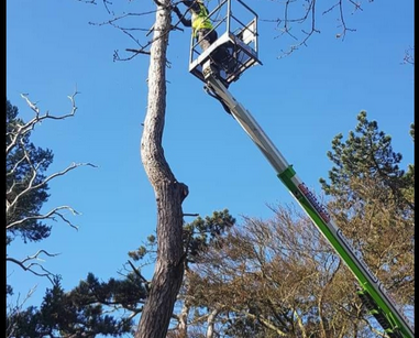 Dead Wood Removal