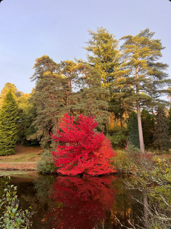 Arborist Services in Rochester