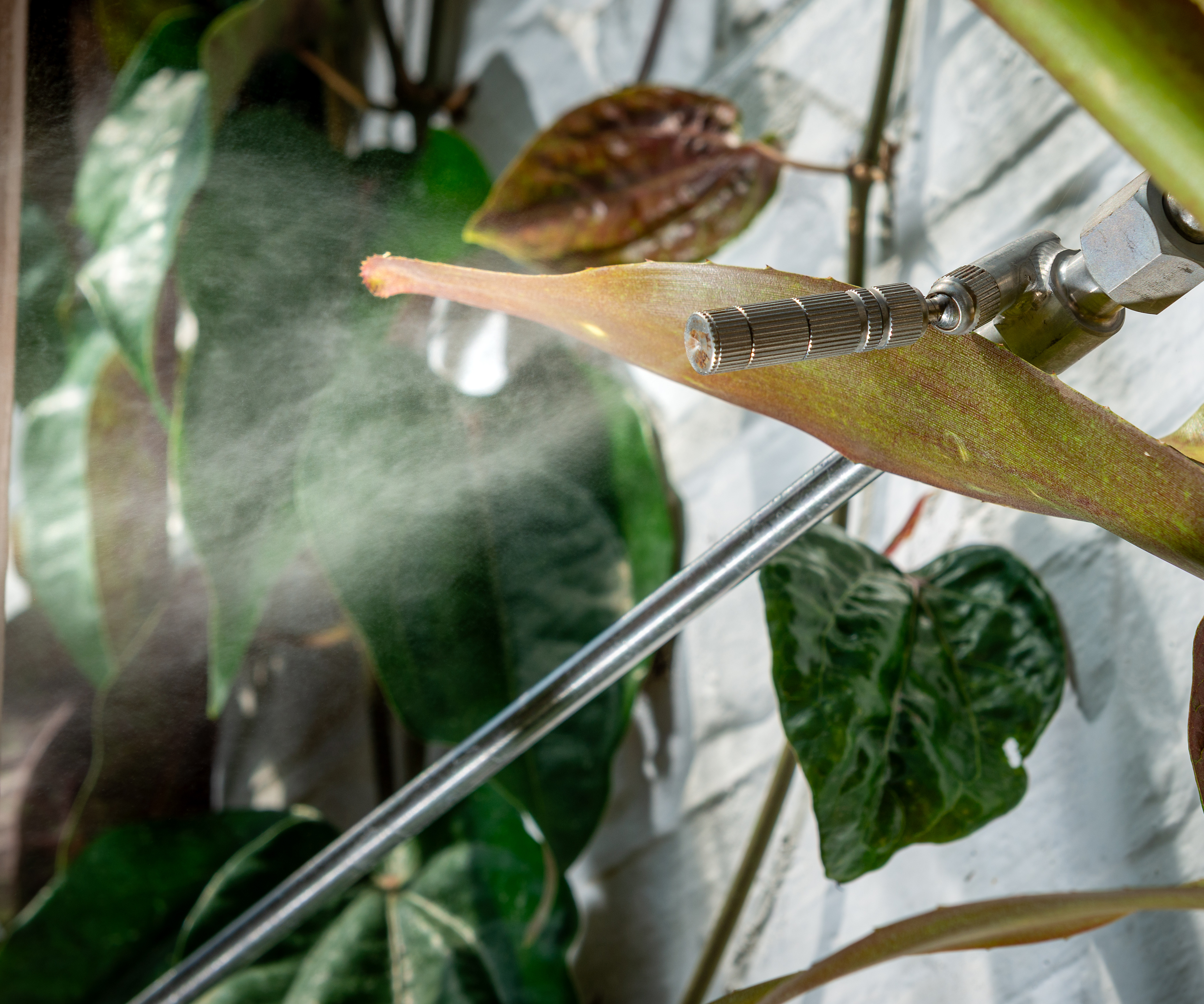 Humidity blossoms at chelsea physic garden