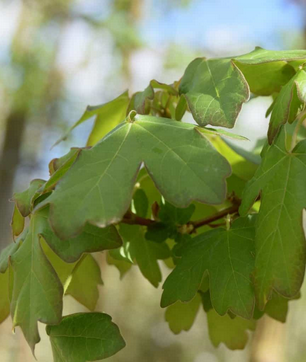Hedging Plants in Hertfordshire