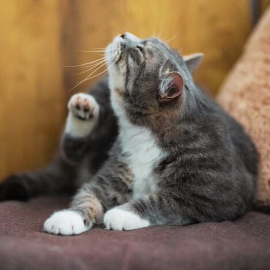 Professional Flea Pest Control Services in Worcestershire