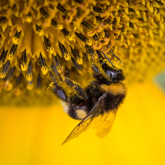 Professional Bee Removal Services in Kidderminster