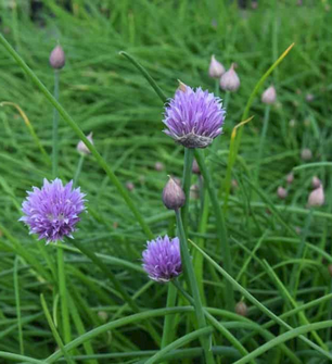 Culinary Herbs in Hampshire