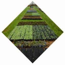 Seeds, Plugs & Plants in Wirral