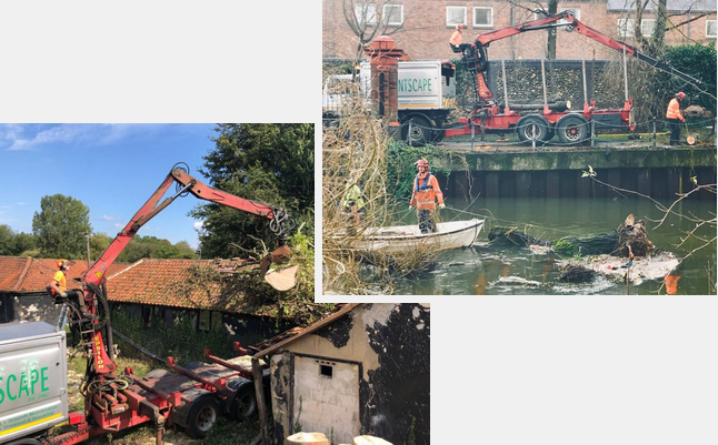 Emergency Tree Work in Norwich
