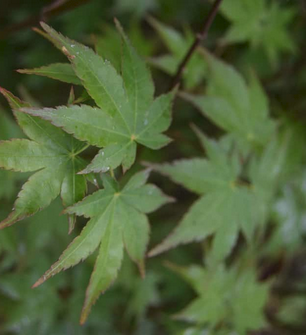 Deciduous Shrubs in Essex