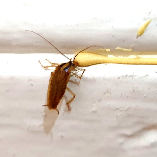 Professional Cockroach Pest Control Services in Stratford-upon-Avon