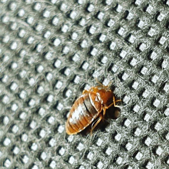 Retail Pest Management Services
