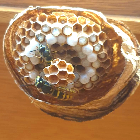 Residential Pest Control Treatments