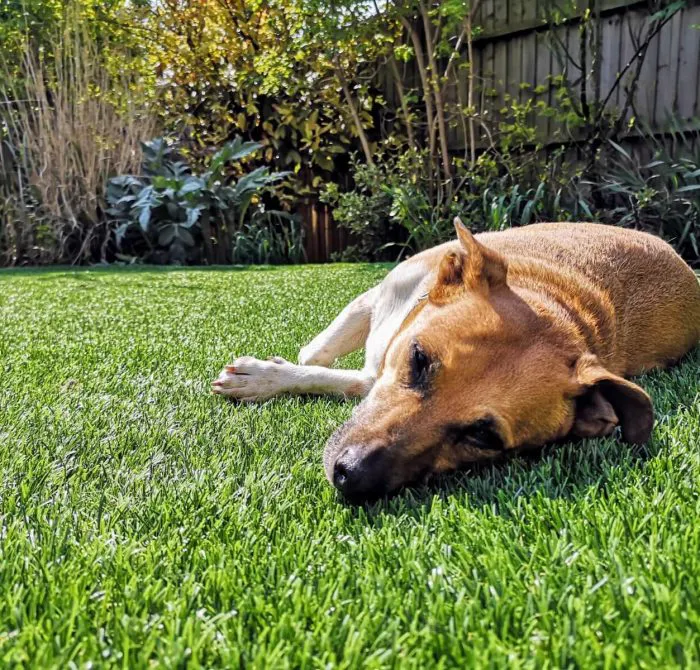Artificial Grass for Dogs