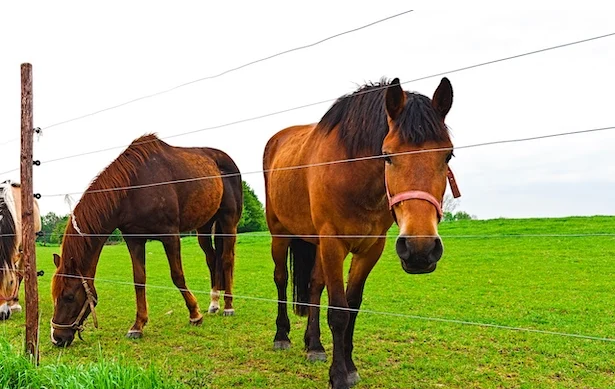 Electric Fence Products