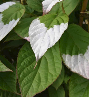Climbing Plants in East Sussex