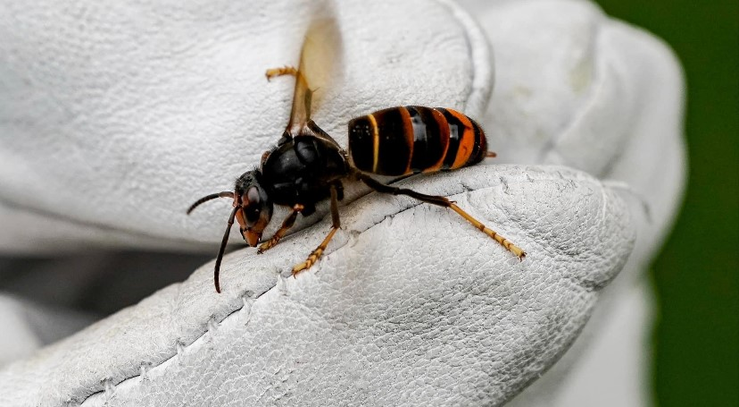 Professional Hornet & Wasp Pest Control in Coventry